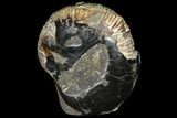 Ammonite (Perisphinctes) In Septarian - Madagascar #113665-1
